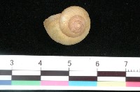 藏品(球蝸牛)的圖片